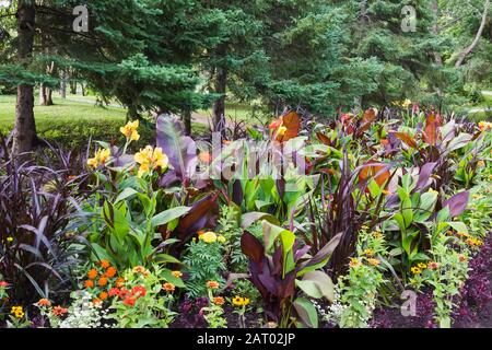 Canna indica 'Purpurea' - Indian Shot with soft orange flowers, orange and red Zinnia flowers in mixed border in summer Stock Photo