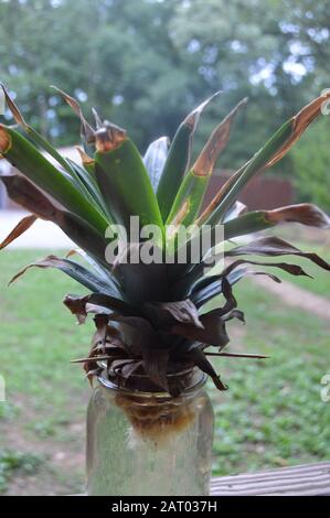 Rooting a pineapple plant in a mason jar. Stock Photo