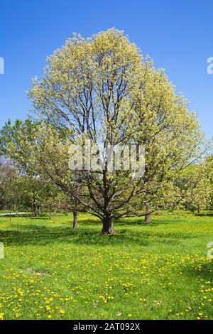 Quercus alba - White oak tree and yellow Taraxacum - Dandelion flowers in green grass field in arboretum in spring, Montreal Botanical Garden, Quebec Stock Photo