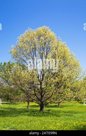 Quercus alba - White oak tree and yellow Taraxacum - Dandelion flowers in green grass field in arboretum in spring, Montreal Botanical Garden, Quebec Stock Photo