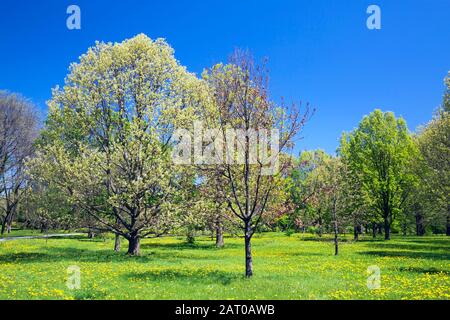 Deciduous trees including Quercus alba - White oak tree and yellow Taraxacum - Dandelion flowers in green grass field in arboretum in spring Stock Photo
