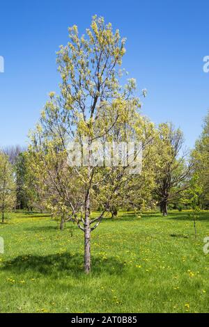 Quercus x Humidicola - Oak tree and yellow Taraxacum - Dandelion flowers in green grass field in arboretum in spring, Montreal Botanical Garden Stock Photo