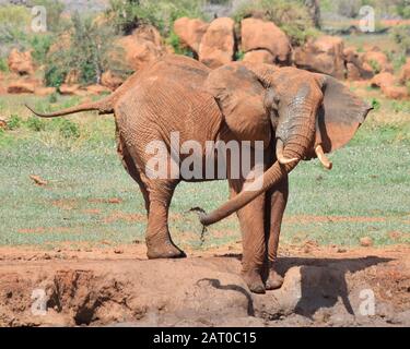 Big bull elephant sprays himself with mud and water at a water hole in Tsavo East National Park, Kenya. (Loxodonta africana) Stock Photo