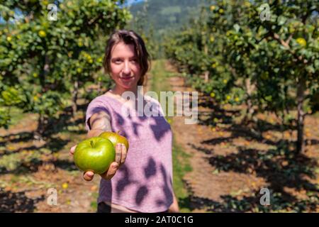 happy caucasian woman looking to the camera and she gives two green apple fruits, with orchard trees in the background, You pick farm concept Stock Photo