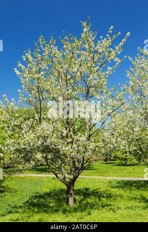Prunus cerasus 'Montmorency' Sour cherry tree with white blossoms in spring, Fruit garden, Montreal Botanical Garden, Quebec, Canada Stock Photo
