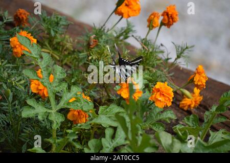 Marigold tail Cut Out Stock Images & Pictures - Alamy