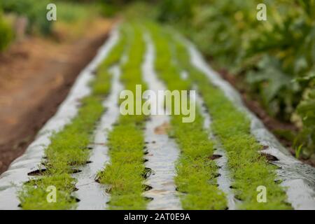 selective focus and close up view of organic young shoots plants mulching with a plastic black sheet, growing on mulch film field Stock Photo