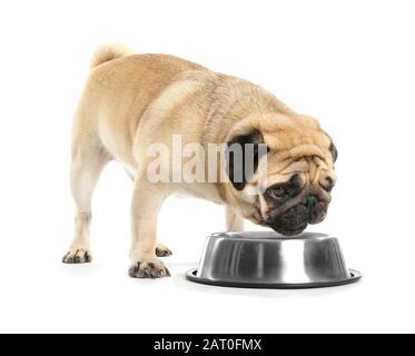 Pug Big Mouth Bowl main image 1
