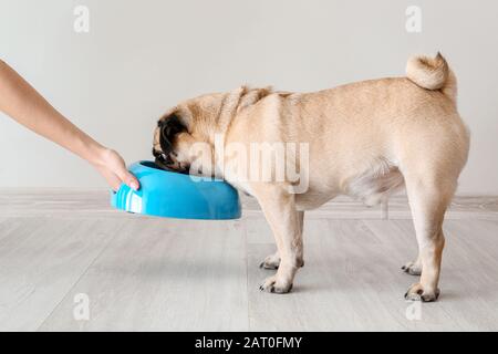 Owner feeding cute pug dog at home Stock Photo
