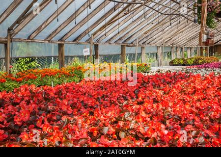 organically begonia marigold polyethylene