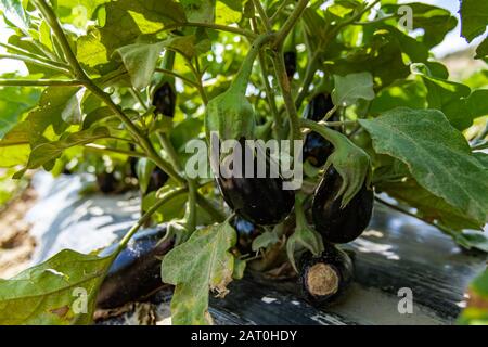 fresh grown organic black Eggplant or aubergine or brinjal plant fruits and leaves on black plastic sheeting, growing vegetables open field Stock Photo