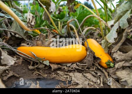 two fresh organic heirloom yellow crookneck squash plant fruits between dry leaves close up selective focus, growing vegetables open field Stock Photo