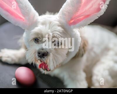 A cute little white dog with an Ester pink colored egg and rabbit ears is laying on a car seat. Stock Photo