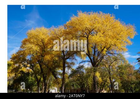 Large trees on the streets of Santa Fe show off their brilliant fall colors. Stock Photo