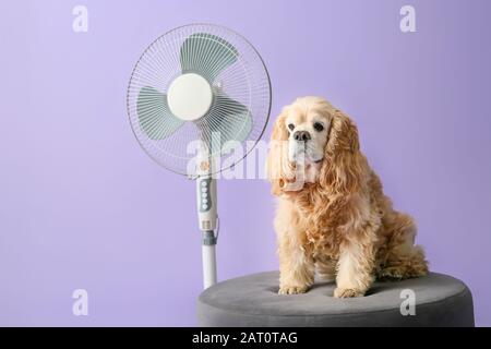 Cute dog and electric fan on color background Stock Photo