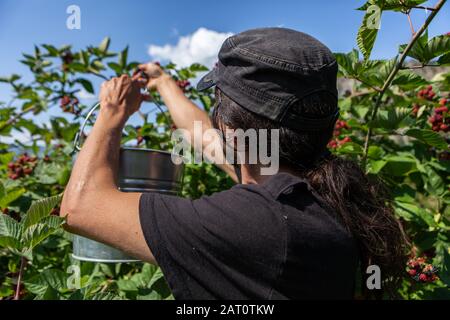 rear view of caucasian man with long hair and wearing a black hat as he picking fresh ripe blackberries fruits. in the metal bucket during a sunny day Stock Photo