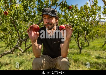 caucasian farmer man with a happy and satisfied look, he holds in his hands two fruits of nectarine peaches with peach trees orchard in the background Stock Photo