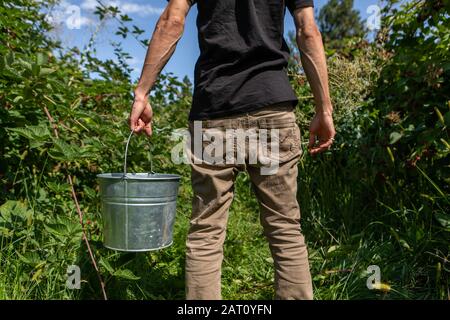 rear view of a man holding a metal bucket standing between the blackberries bushes, as he going to picking fruits in You Pick Blackberry farm Stock Photo