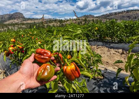 close up on hand holding bunch of unripe organic heirloom red bell peppers from the plant on soil with a plastic sheet, Okanagan Valley, Canada Stock Photo