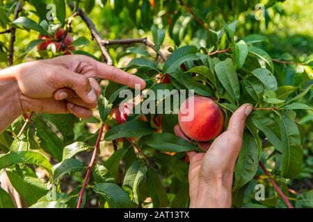 close up on farmer hands as he picking ripe peach and pointing with his finger on the fruit, with peaches branches and leaves in the background Stock Photo