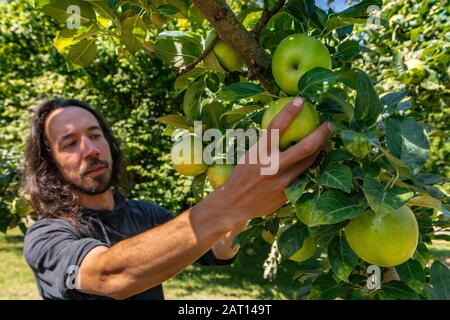 Caucasian man with long hair picking ripe green and fresh apple fruit from tree branch on the orchard, selective focus on his hand, apples and leaves Stock Photo