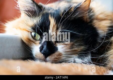 Fluffy red and black cat head, close up portrait
