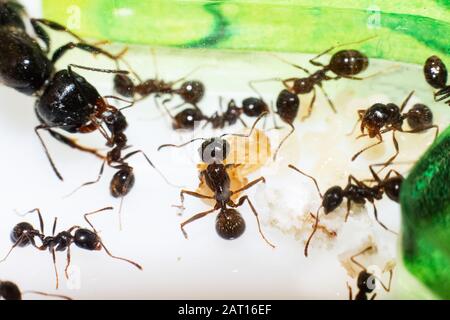 Black ants nest and eggs in a garden compost heap Stock 