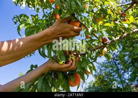 low angle view of hands picking ripe fresh peach fruits from a tree branch full of peaches and leaves. against the orchard trees and blue sky Stock Photo