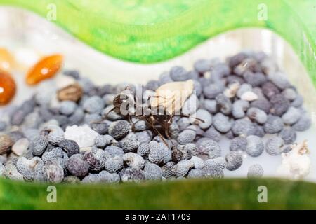 Brown ant Messor Structor on poppy seeds Stock Photo