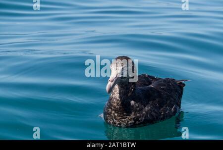 Giant Petrel sitting on the calm waters of the pacific ocean taken from Kaikoura, New Zealand