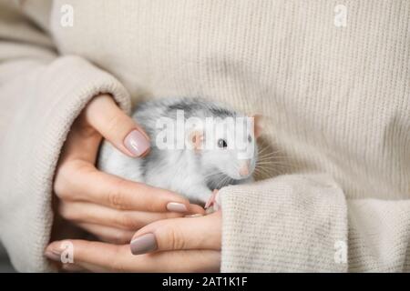 Young woman with cute rat, closeup Stock Photo