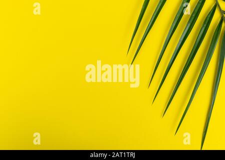 Tropical palm leaves on a bright yellow background. Creative layout of real tropical leaves on a blue background. Summer concept. Flat image with copy Stock Photo