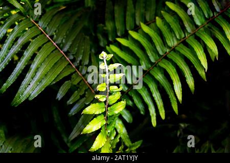 Natural fern pattern. Tropical green fern leaves background. Close up. Stock Photo