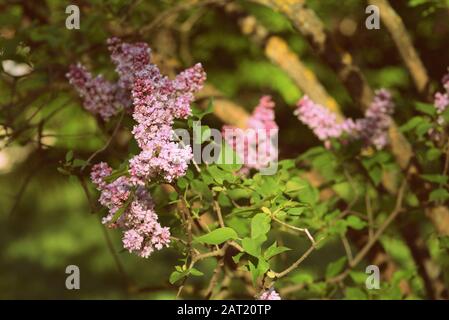 A beautiful bush of lilac blossoms in the summer garden on a sunny day. Retro style toned Stock Photo