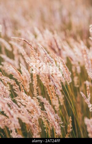 Golden sunset evening light illuminates the fluffy ears of grass in the field. Selective focus macro shot with shallow DOF Stock Photo