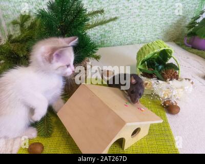 Cat and mouse. the cat guards the mouse from the house. mortgage concept Stock Photo