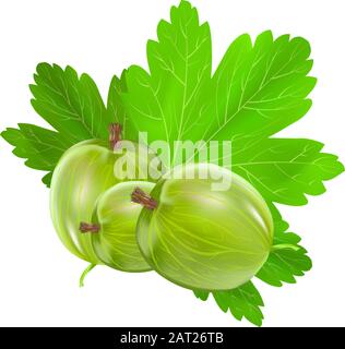 Gooseberry isolated on a white background.Realistic green gooseberry with leaves.Illustration for packing design, print, advertisement, posters.Vector Stock Vector