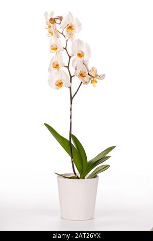 Blooming orchid plant in ceramic flower pot with clipping path Stock Photo