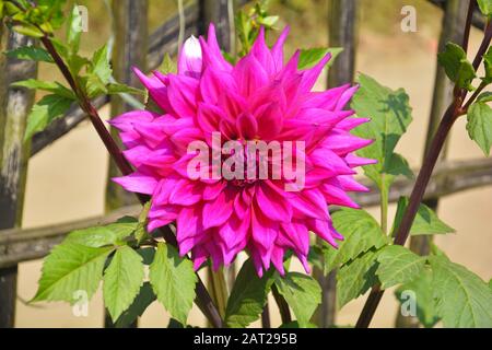 Many flowers of India, Close up of beautiful pinkish Dahlia pinnata flower with green leaves growing in garden, selective focusing Stock Photo