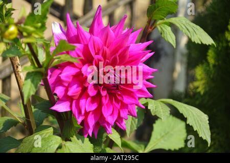 Close up of beautiful pinkish Dahlia pinnata flower with green leaves growing in garden, selective focusing Stock Photo