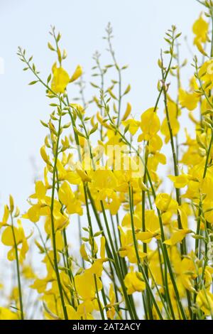 The bright yellow flowers of Spartium junceum, also known as Spanish broom or weaver's broom and rush broom Stock Photo