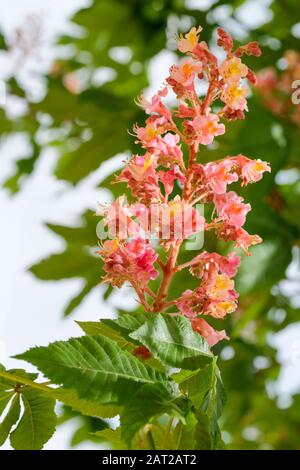 Pink spring flowers of Aesculus × carnea 'Briotii' or red horse chestnut 'Briotii' Stock Photo