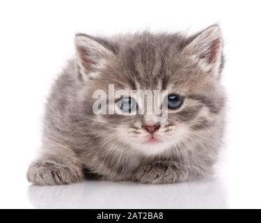 Little gray kitten on a white background. Stock Photo