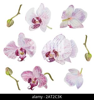 Vector beautiful hand drawn watercolor isolated orchid flowers Stock Vector
