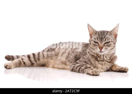 Portrait of beautiful striped gray and proud cat. Stock Photo