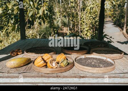 Ripe cocoa setup on rustic wooden background, Bali Indonesia Stock Photo