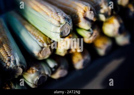 fresh corn is made on the grill Stock Photo