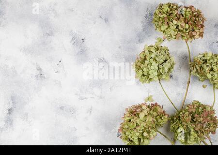 green dry hydrangea flower on blue background. top view close up flat lay copy space Stock Photo