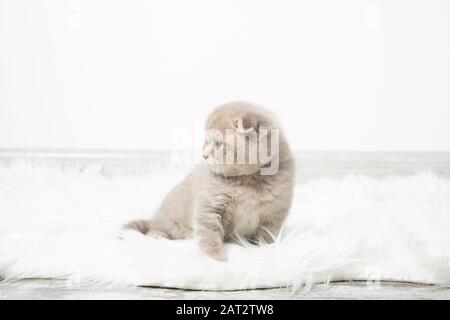 A little red kitten sits in a room on a fluffy white carpet. The kitten looks away. Beautiful kitten Stock Photo