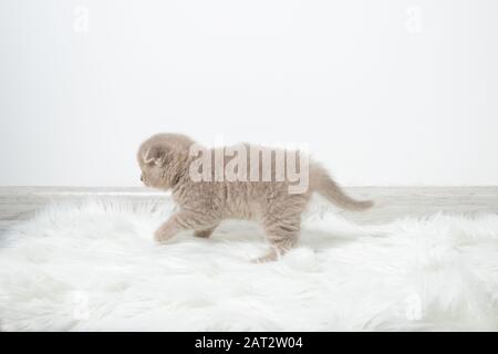 A little red kitten walks around the room. Kitten in motion. Beautiful fluffy cat. Kitten in a bright and comfortable room Stock Photo